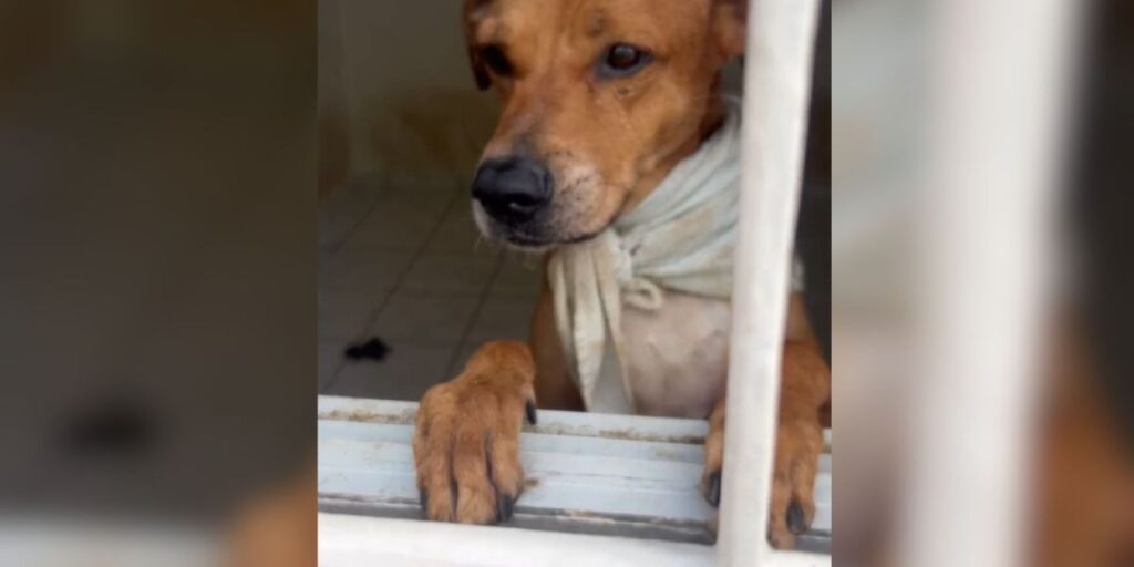 Operação contra maus tratos resgata 68 animais em São Paulo