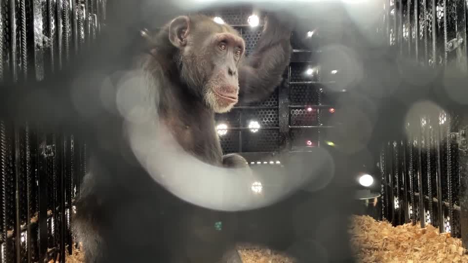 Colômbia envia último chimpanzé em cativeiro para santuário no Brasil