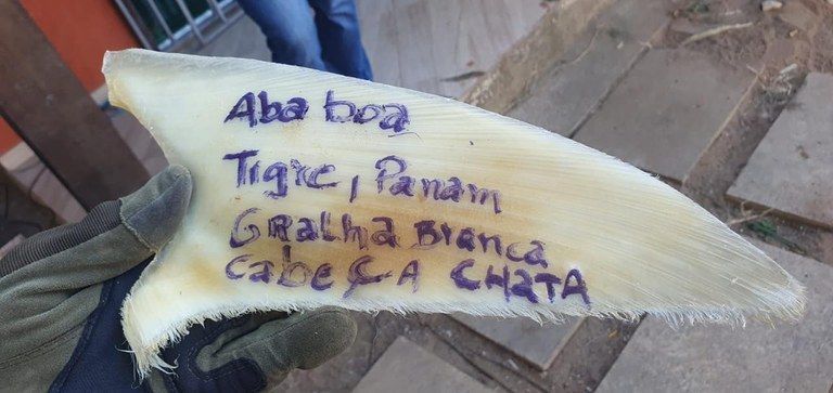 PF prende dois brasileiros e um chinês por contrabando de tubarões no ES