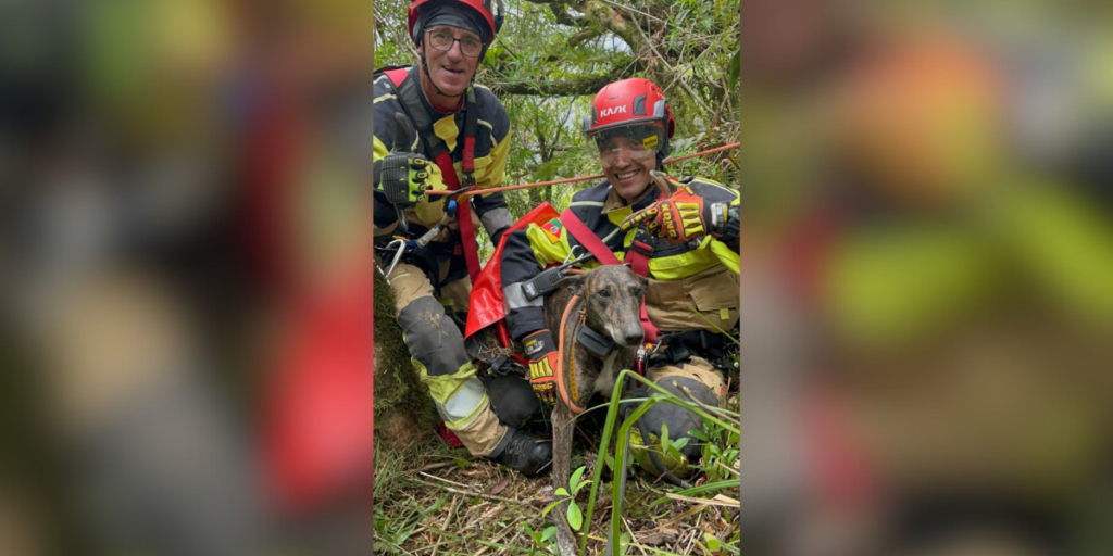 Cão é resgatado após sofrer queda de mais de 100 metros em RS