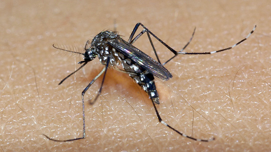 Cuiabá prorroga situação de emergência por conta de chikungunya