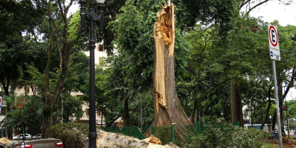 Queda de árvores em SP: Especialista explica impactos à cidade