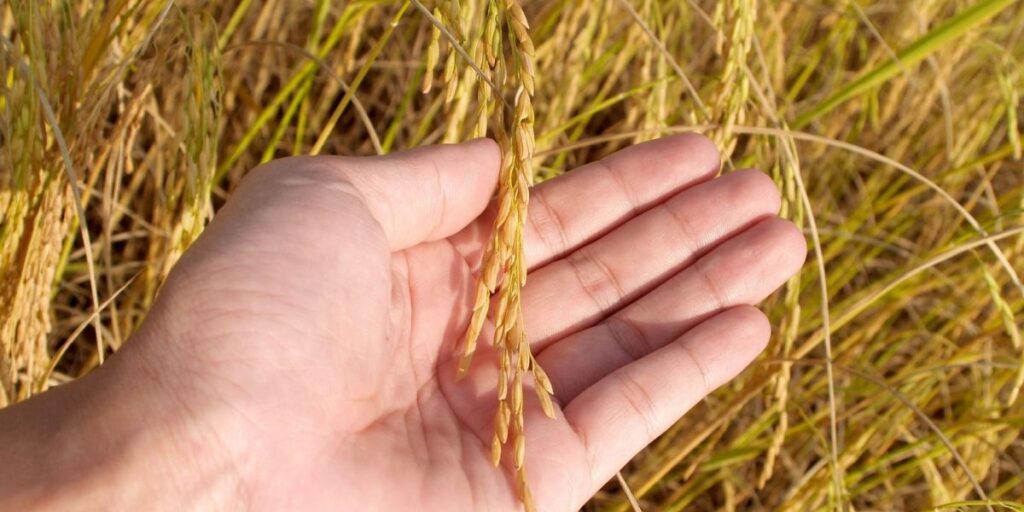 Autoridades e empresários debatem agro e COP30 em evento em SP
