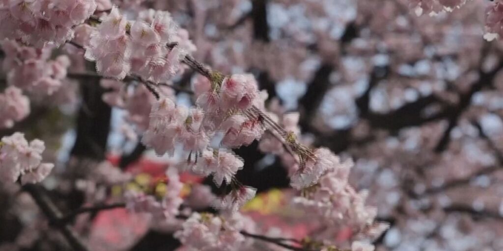 Cerejeiras florescem antes do esperado no Japão; veja fotos