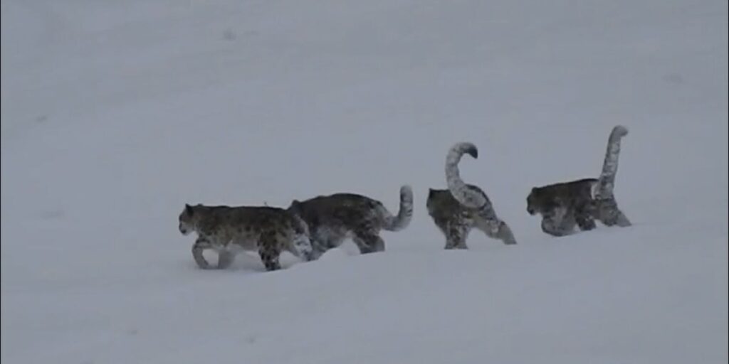 Vídeo mostra raro registro de quatro leopardos-das-neves no Paquistão; veja