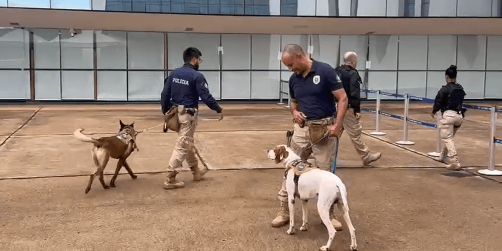 Segurança reforçada: cães farejadores fazem varredura no STF