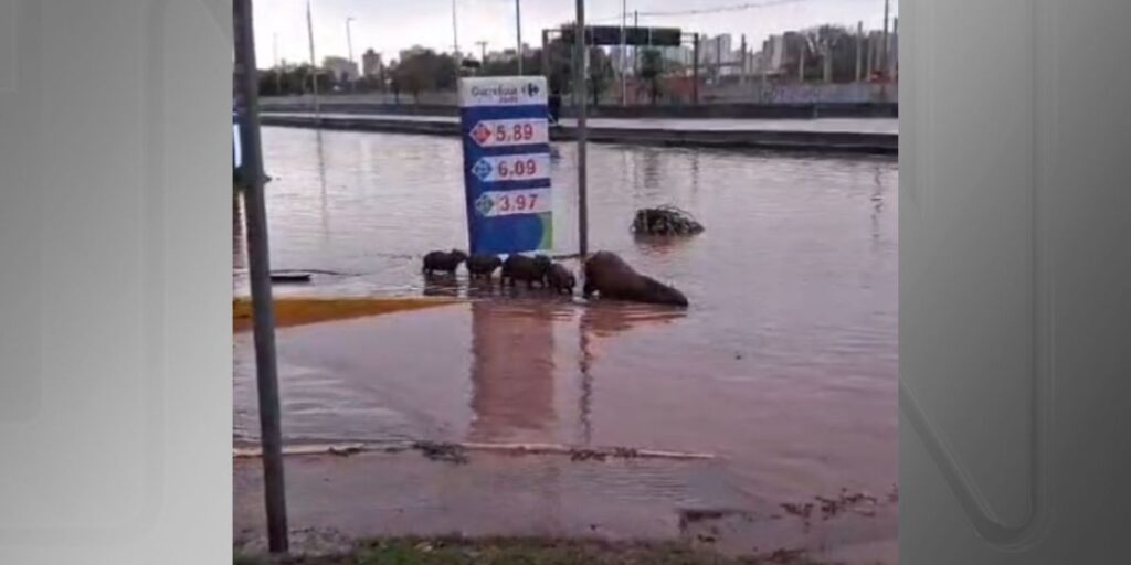 Vídeo: Capivaras são filmadas nadando em alagamento no ABC, em SP