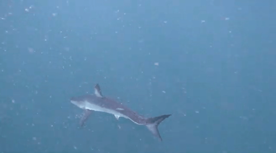 Tubarão raro é filmado em praia do RJ, diz pesquisador