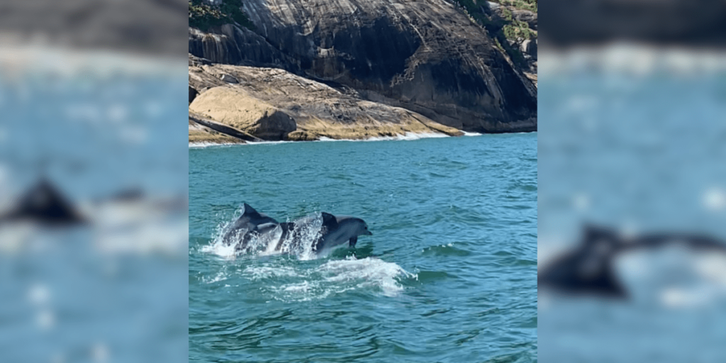 Vídeo: golfinhos e arraias são flagrados no Guarujá, em SP