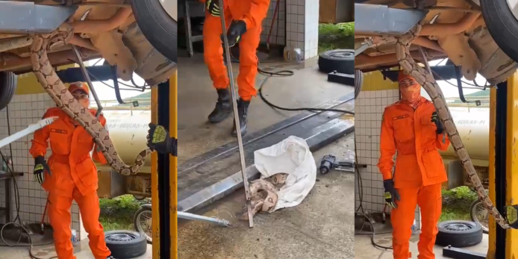 Bombeiros do Piauí capturam jiboia dentro de carro