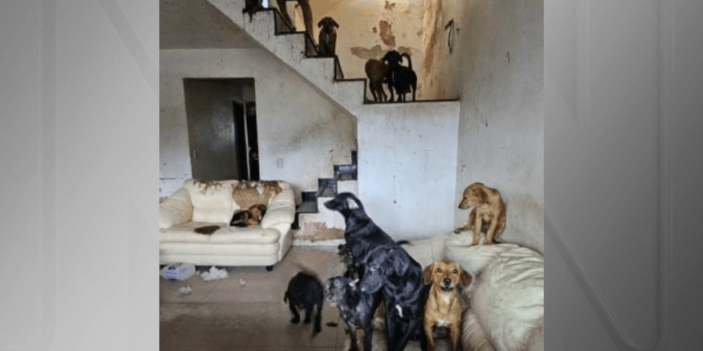 Justiça afasta servidor da Zoonose do DF que agrediu cão resgatado