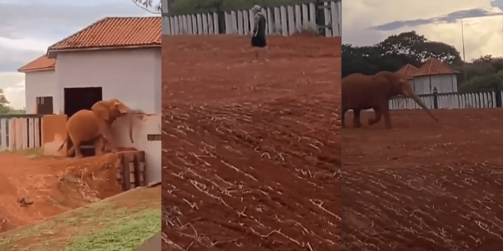 Homem é indiciado por maus-tratos após invadir recinto de elefante no DF