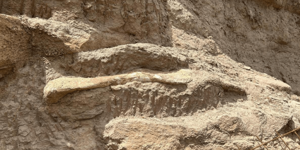 Fósseis de dinossauro foram encontrados na BR-050 em Uberaba (MG)