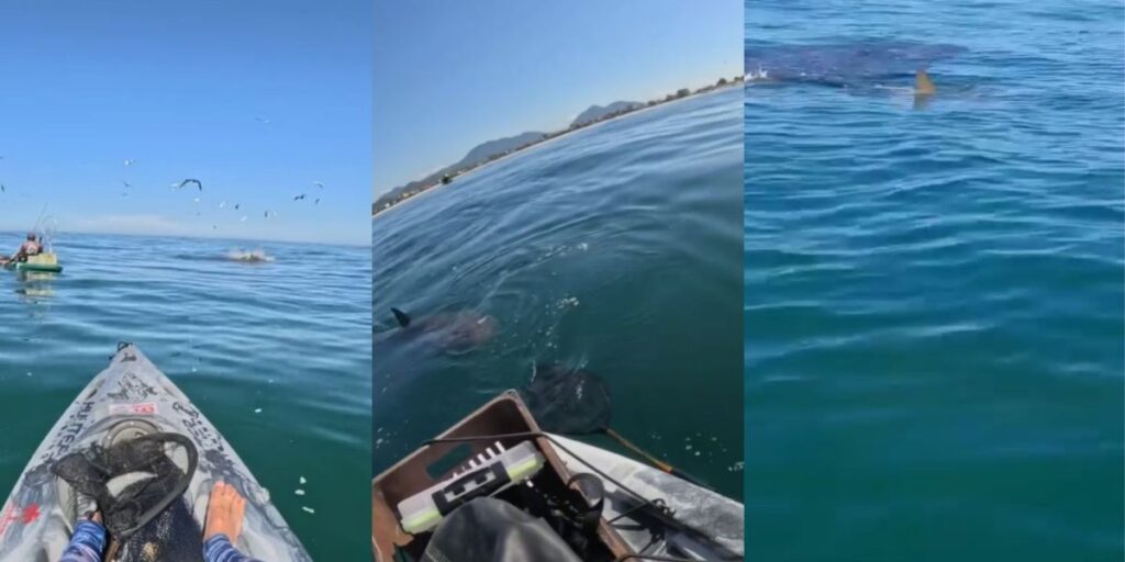 Vídeo: Pescador é cercado por tubarões em praia de Saquarema, no RJ