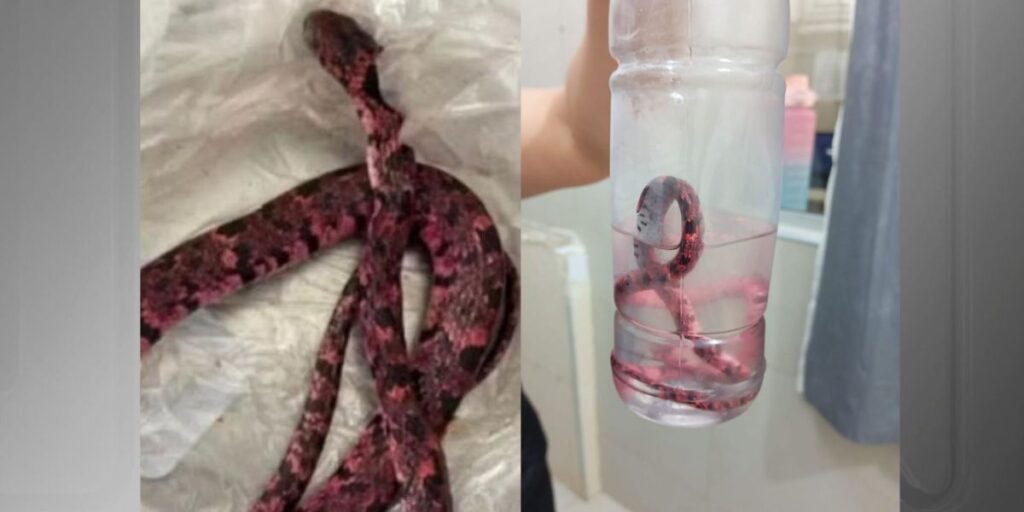 Homem passa mal após tentar comer cobra para "provar masculinidade"