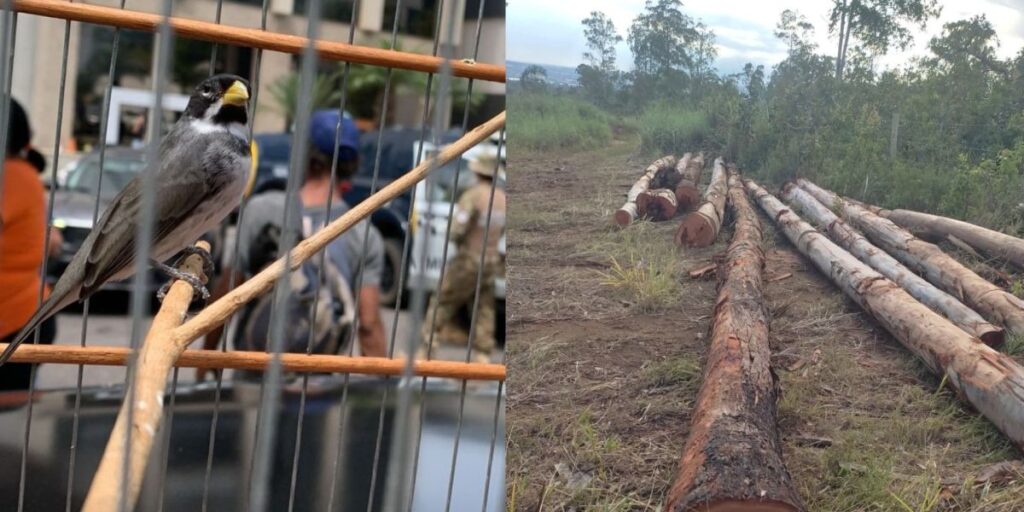 PM apreende 21 aves em cativeiro e flagra desmatamento ilegal no DF