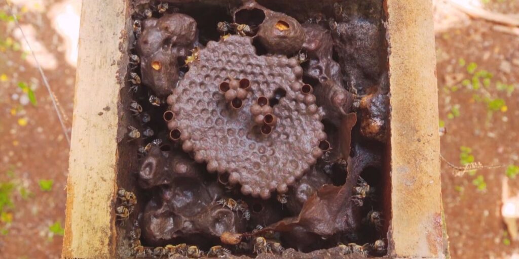 Meliponicultura: abelhas sem ferrão ajudam na proteção da Amazônia