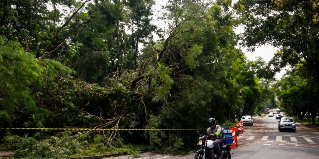 Prefeitura diz que aguarda Enel para podar de mais de 3 mil árvores em SP