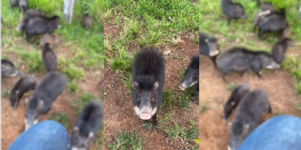 Homem viraliza sendo encurralado por porcos-do-mato em Campo Verde (MT)