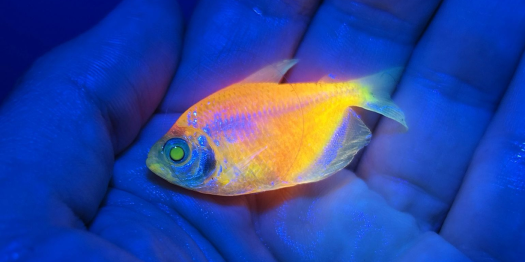 Peixes geneticamente modificados: Ibama apreende mais de 58 mil animais