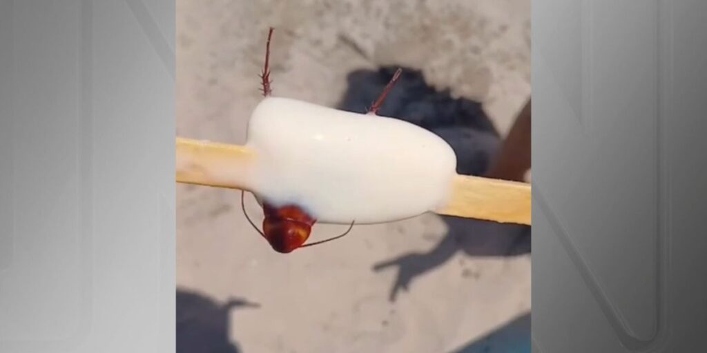 Banhista encontra barata em picolé no RJ; fábrica é interditada