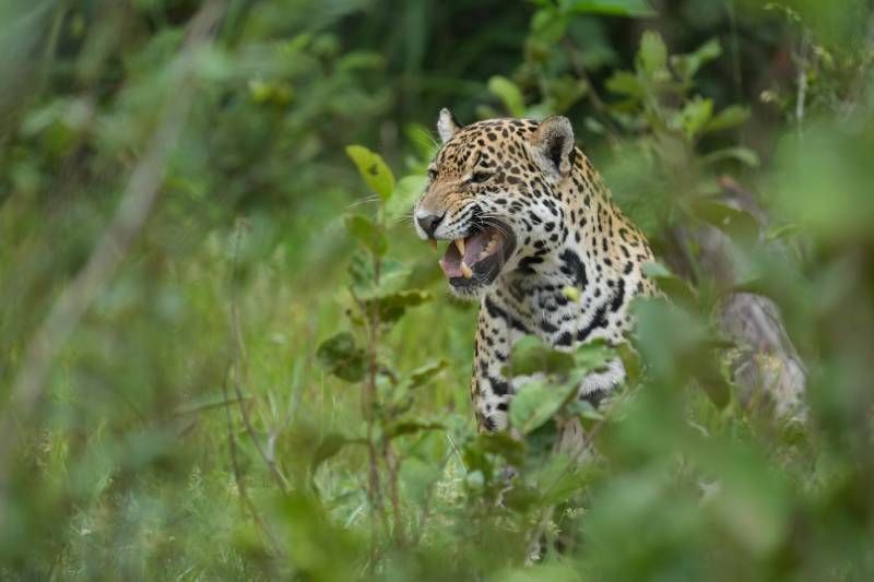 Parasita que pode infectar humanos é detectado em onças do Pantanal