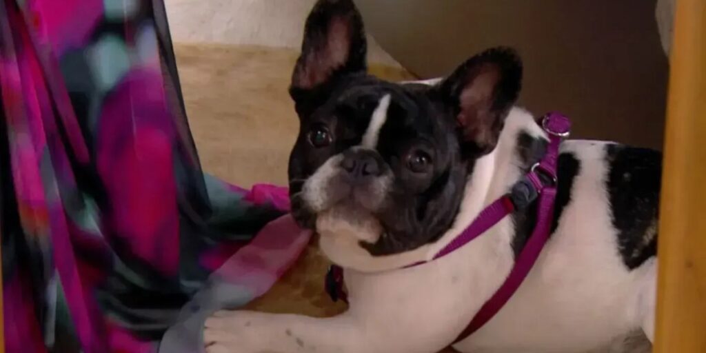 Cachorra de Ana Maria Braga "rouba" brinco de Tati Machado ao vivo