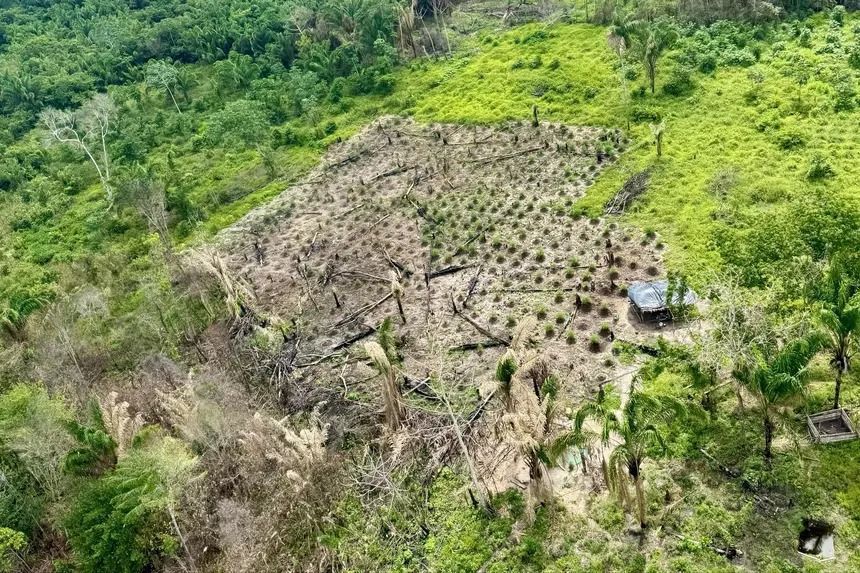 Operação destrói 100 mil pés de maconha no interior do Pará