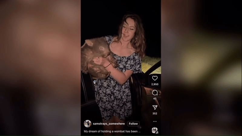 Turista americana posta declaração após polêmica com filhote de vombate