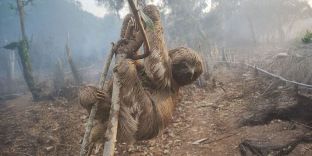 Justiça emite alerta sobre denúncias de desmatamento em Parintins