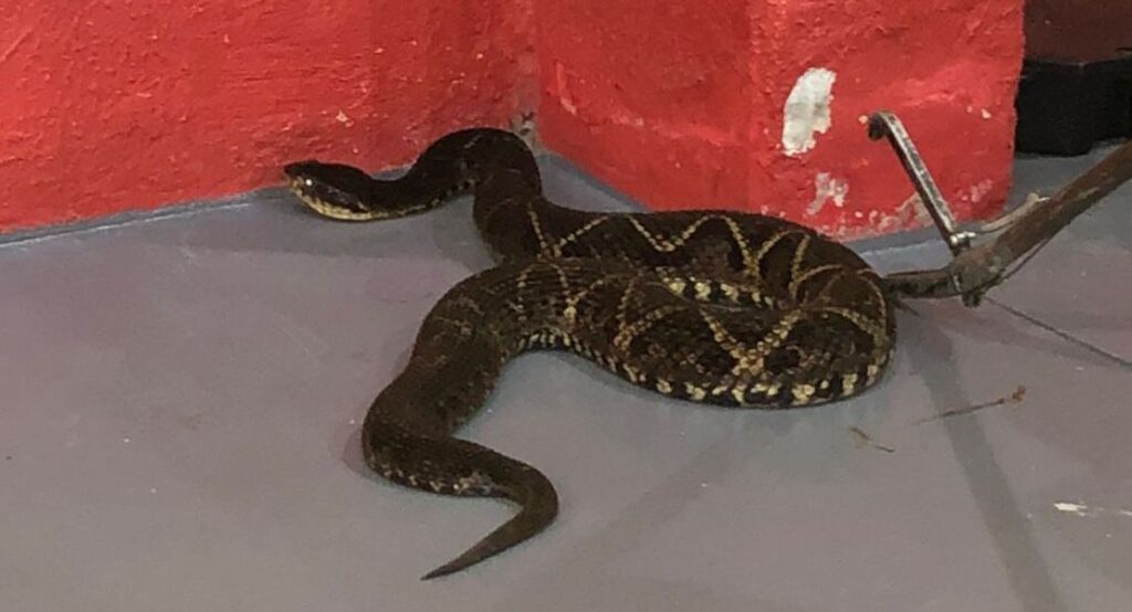 Menina de 7 anos é picada por cobra no quintal de casa em Blumenau (SC) 