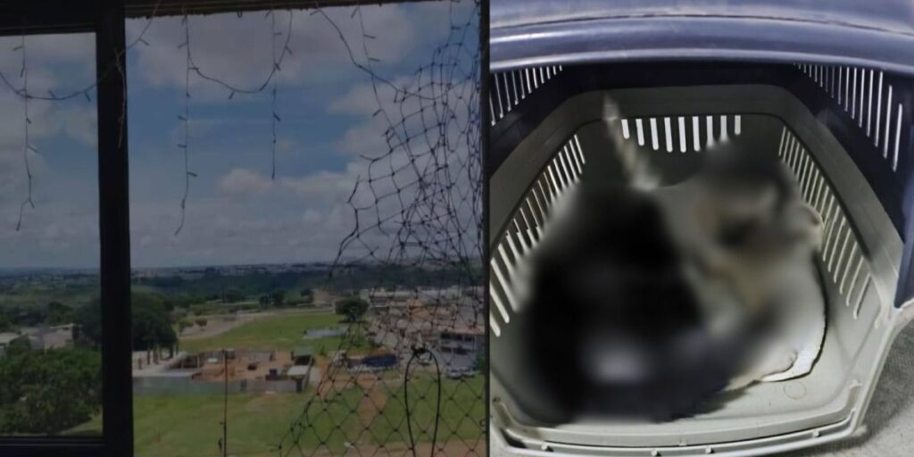 Homem acusado de jogar gatos pela janela no DF é preso mais uma vez