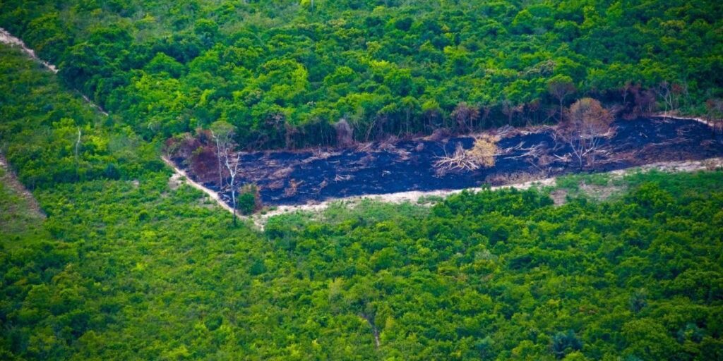 Desmatamento na Amazônia atinge menor nível já registrado em fevereiro