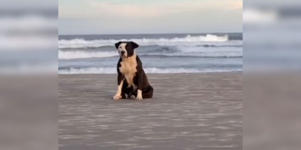 Pitbull que esperava por dono em praia é resgatada em Santa Catarina