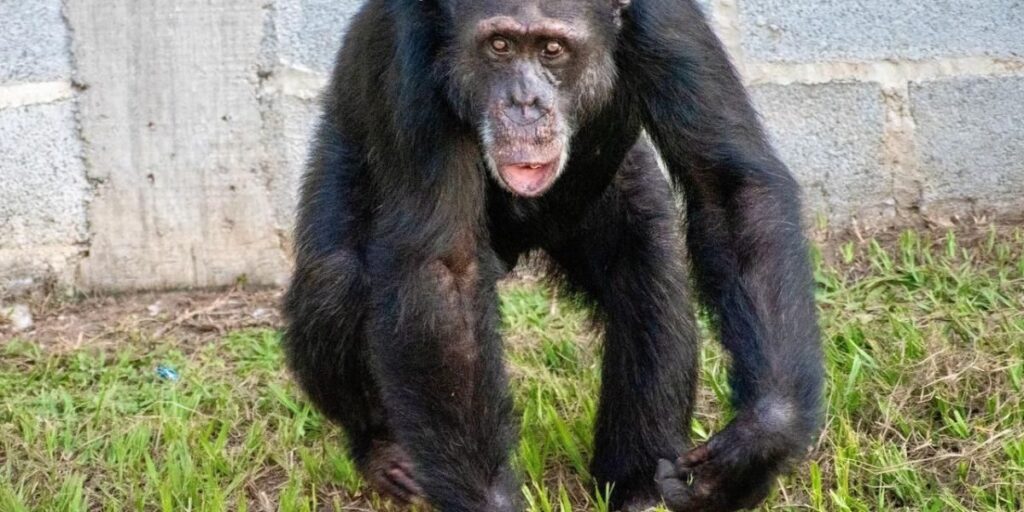 Chimpanzé resgatado do narcotráfico na Colômbia chega a santuário no Brasil