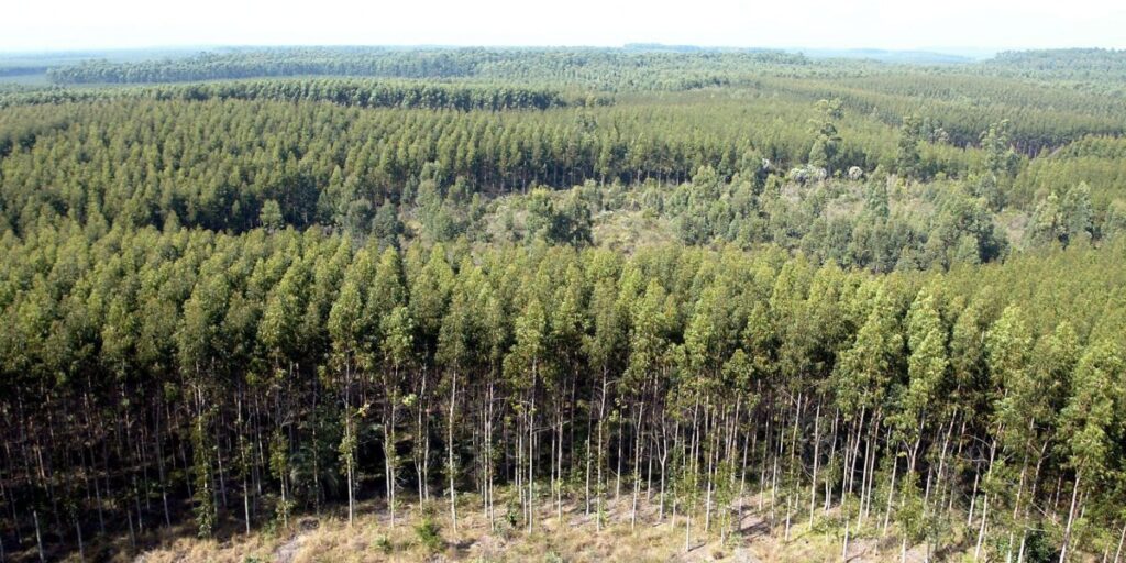 Justiça anula decisão que dava controle da Eldorado à Paper Excellence