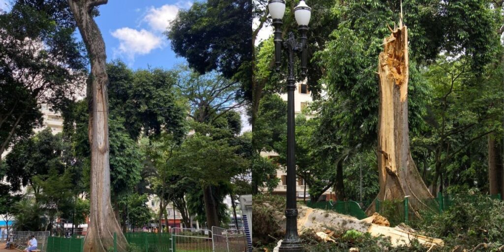 Veja antes e depois de árvore de 200 anos que caiu com forte chuva em SP