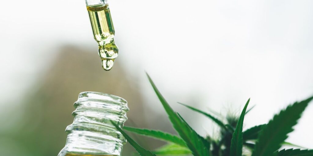 Uso da cannabis: Anvisa vai abrir consulta pública sobre regulamentação