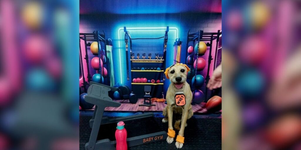 Musa Fitness: Vira-lata caramelo faz sucesso em academia no interior de SP