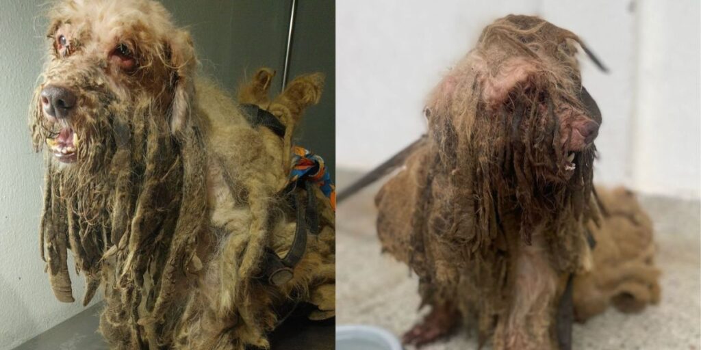 Cão é resgatado com infecção, anemia e dificuldades de locomoção no Ceará