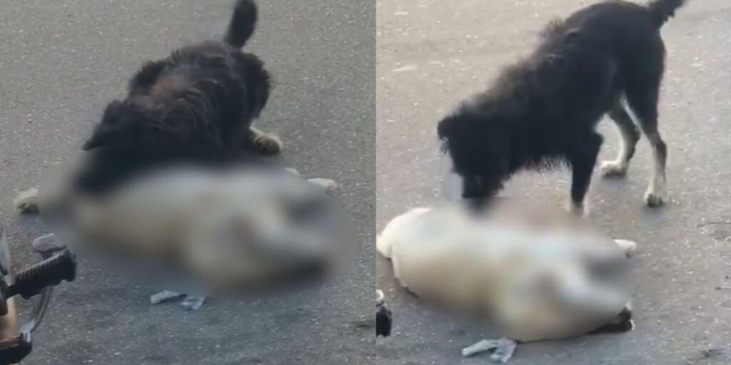 Vídeo: Cachorro tenta "reanimar" cão que morreu após atropelamento