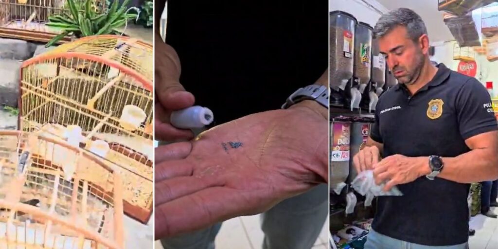 Homem é preso por vender chumbinho após 30 animais morrerem envenenados