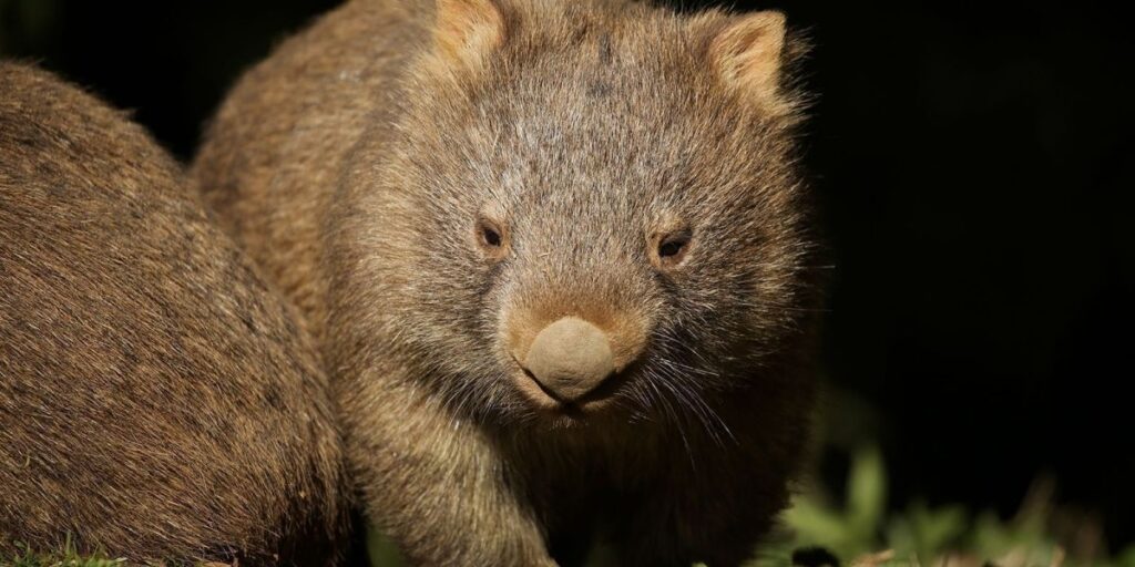 Turista pode ter visto cancelado após pegar animal selvagem na Austrália