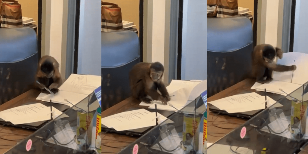 Macaco-prego é filmado "assinando" documentos em escritório no RJ