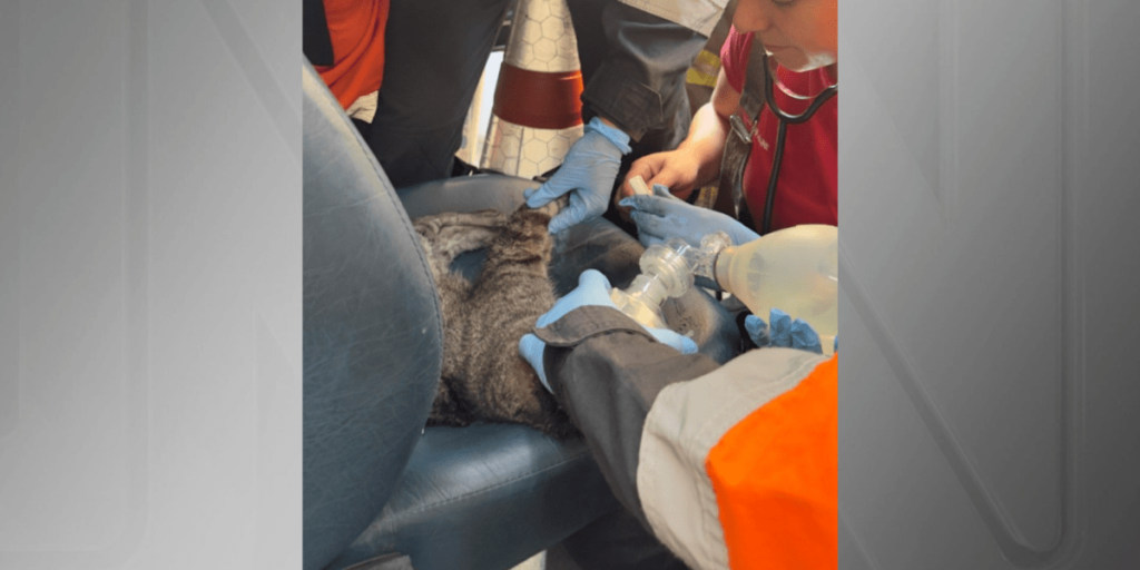 Bombeira improvisa e salva gata após incêndio em SP; veja imagens