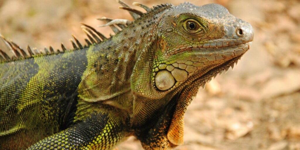 Iguanas viajaram 8.000 km até Fiji em jangadas de vegetação, diz estudo
