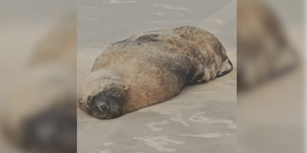 Lobo-marinho encalha após tomar sol em praia no litoral paulista
