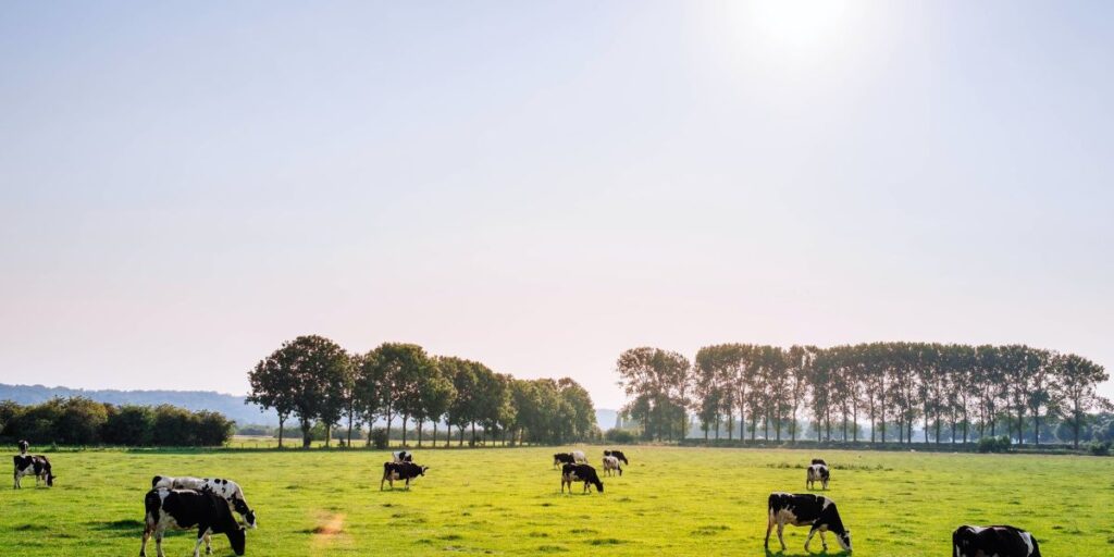 Brasil amplia exportação de carne bovina para o Vietnã