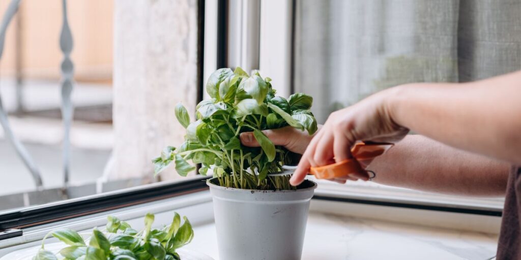 Manjericão e orégano ajudam a evitar danos às artérias, indica estudo