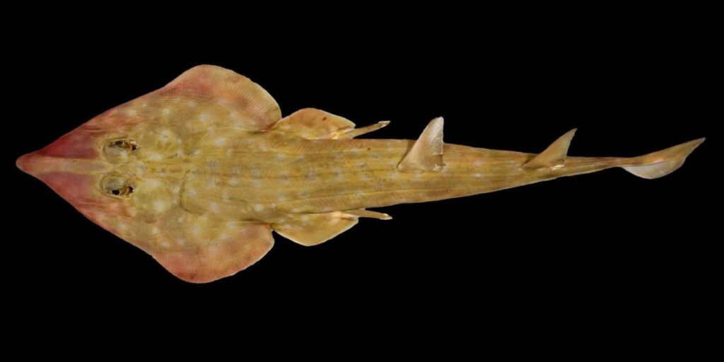 "Tubarão-guitarra" e "coral-leque": projeto descobre 866 espécies marinhas